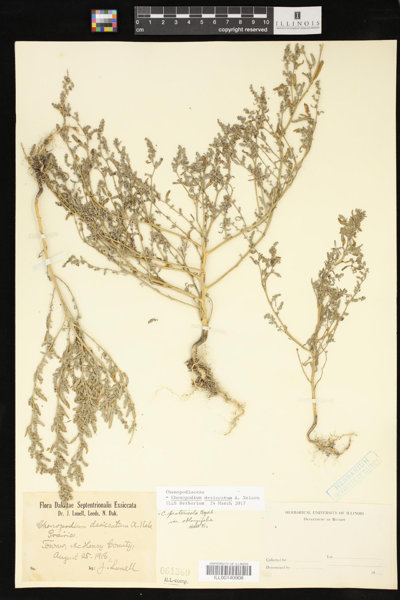 Chenopodium desiccatum image