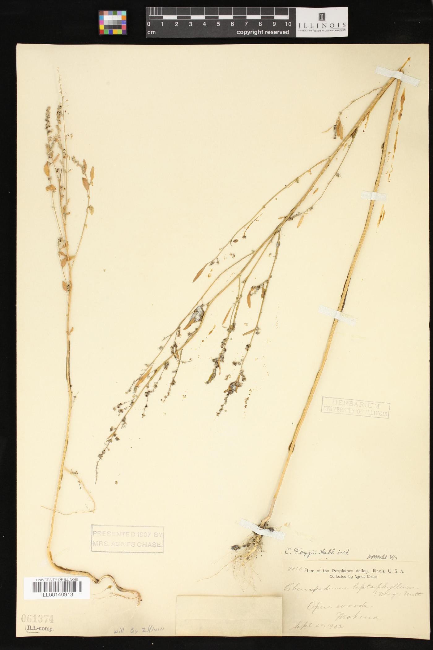 Chenopodium foggii image