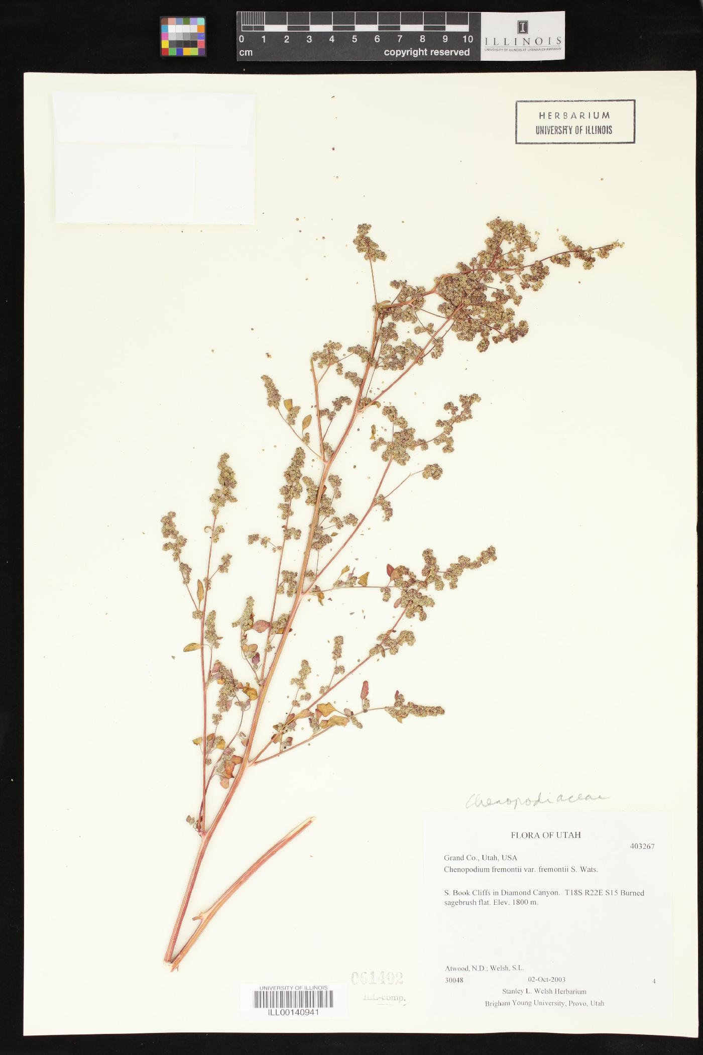 Chenopodium fremontii var. fremontii image