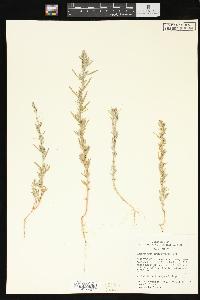 Chenopodium leptophyllum image