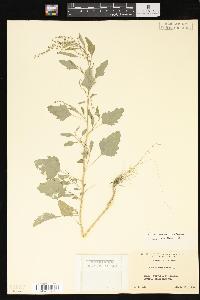 Chenopodium album var. missouriense image