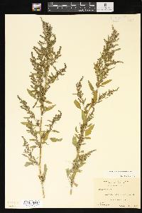 Chenopodium album var. missouriense image