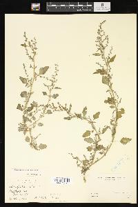 Chenopodium album var. missouriense image