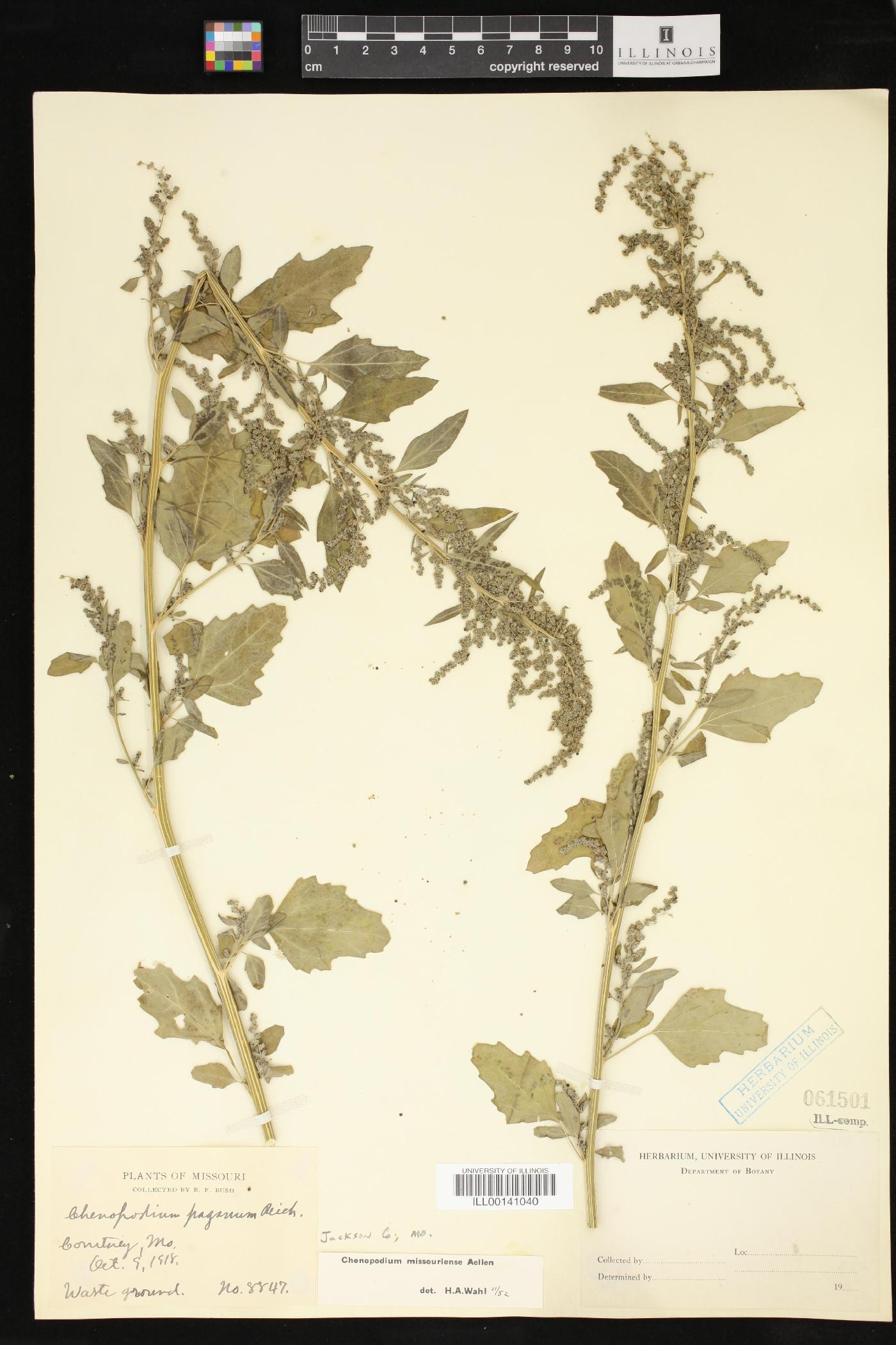 Chenopodium album var. missouriense image