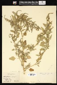 Chenopodium album var. missouriense image