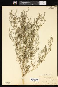 Chenopodium pratericola image