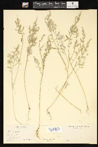 Chenopodium pratericola image