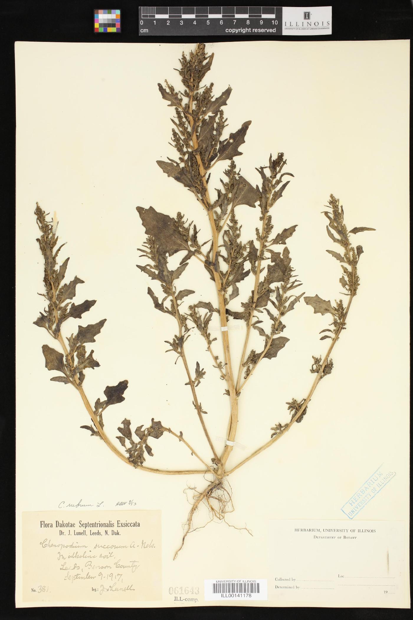 Oxybasis rubra image