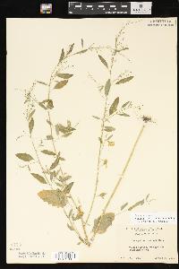 Chenopodium standleyanum image