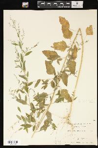 Chenopodium standleyanum image