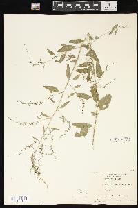 Chenopodium standleyanum image