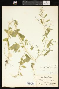 Chenopodium standleyanum image