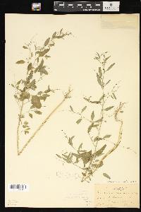 Chenopodium standleyanum image