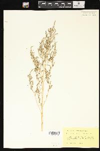 Chenopodium standleyanum image