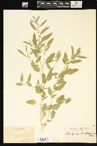 Chenopodium standleyanum image