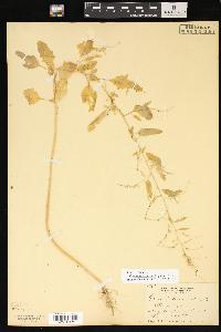 Chenopodium standleyanum image