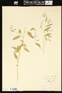 Chenopodium standleyanum image