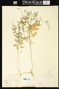 Chenopodium standleyanum image