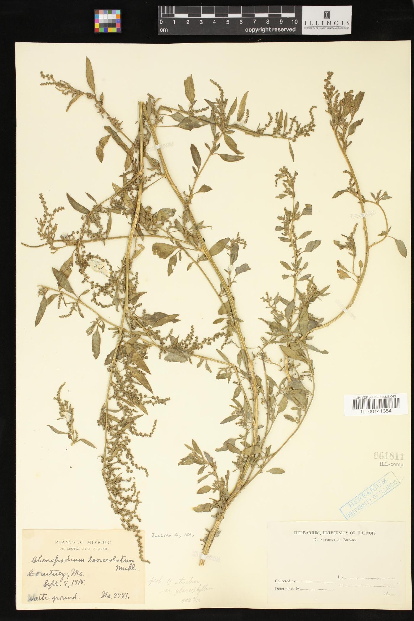 Chenopodium strictum image