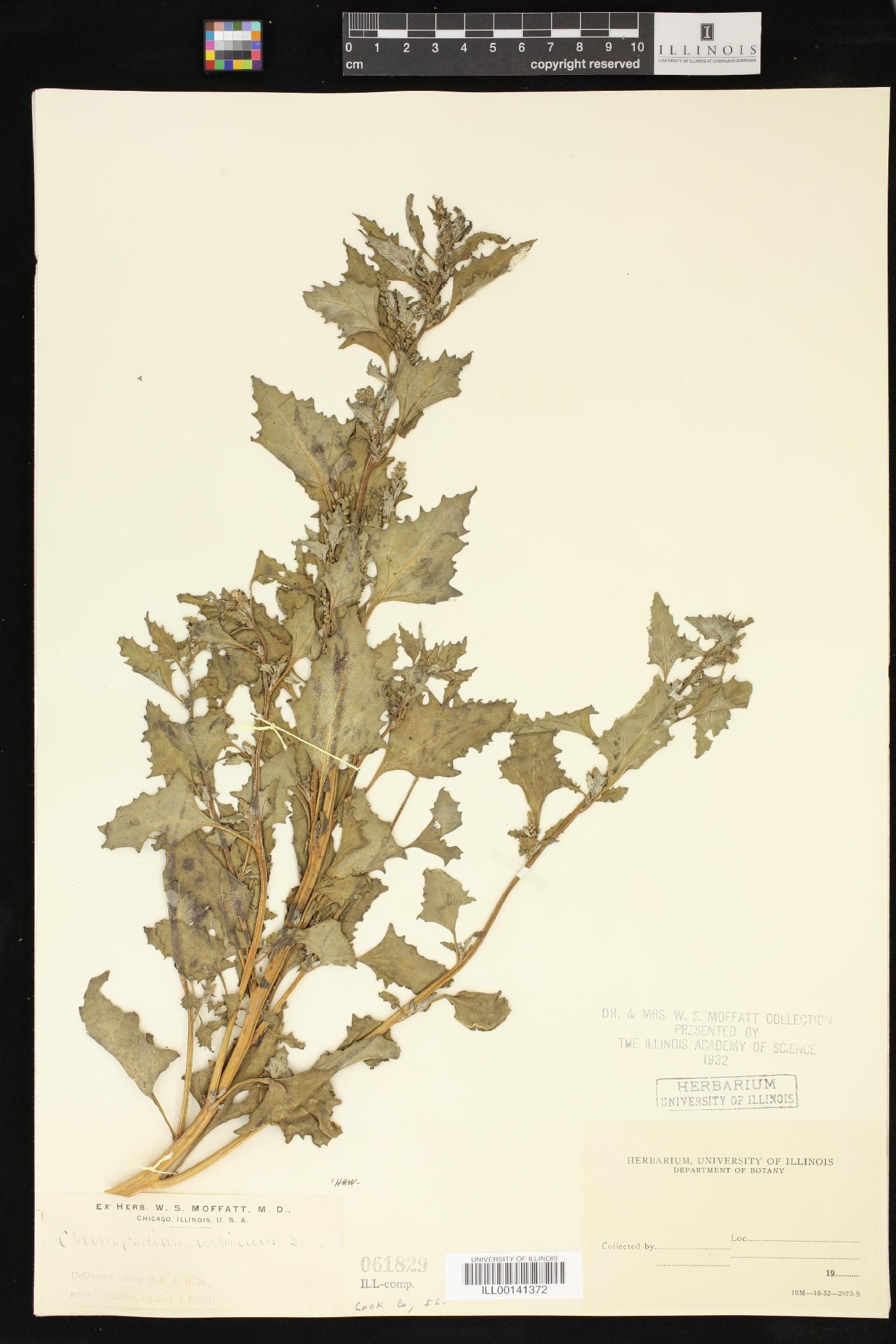 Oxybasis urbica image