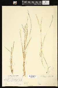 Agrostis aequivalvis image