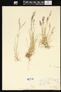 Agrostis exarata image