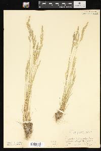 Agrostis exarata image