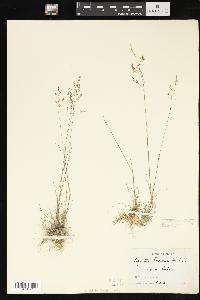 Agrostis borealis image