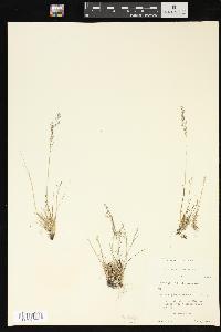 Agrostis borealis image