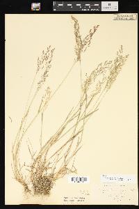 Agrostis capillaris image