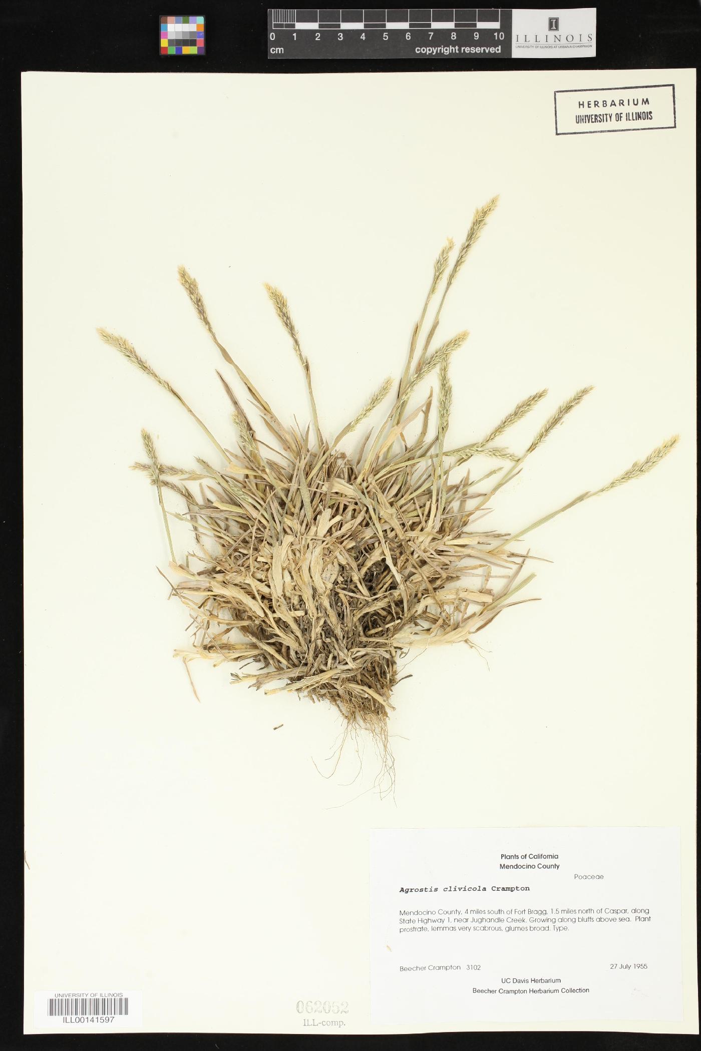 Agrostis clivicola image