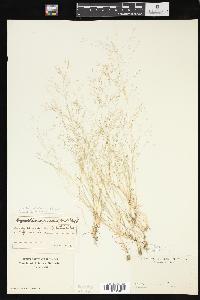 Agrostis elliottiana image