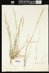 Agrostis exarata image