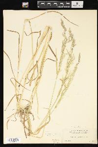 Agrostis exarata image