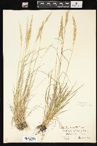 Agrostis exarata image