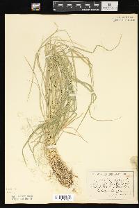 Agrostis howellii image