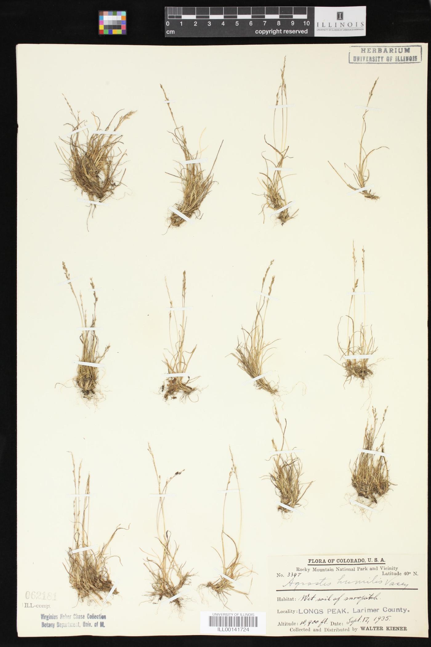 Agrostis humilis image