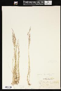 Agrostis idahoensis image