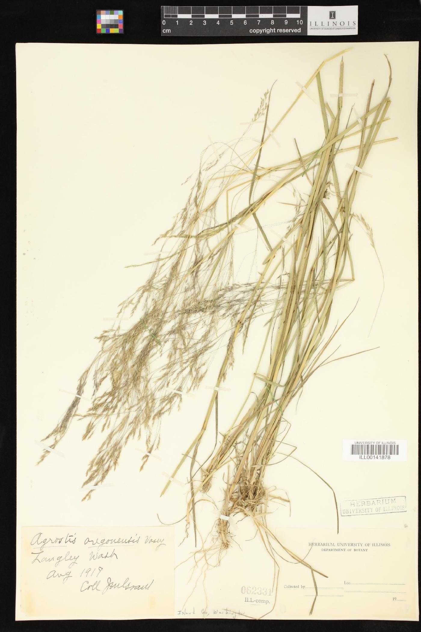 Agrostis oregonensis image