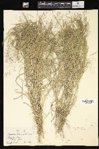 Agrostis schweinitzii image