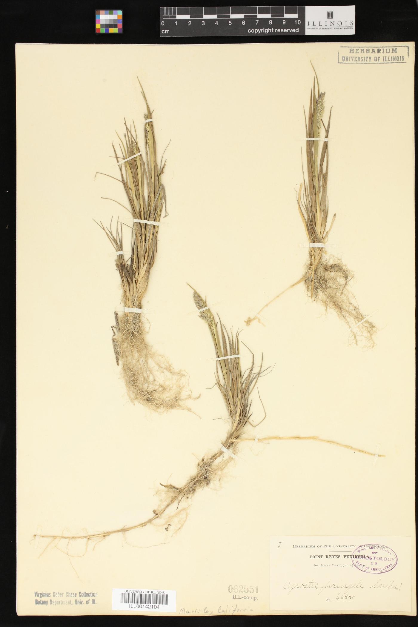 Agrostis pringlei image