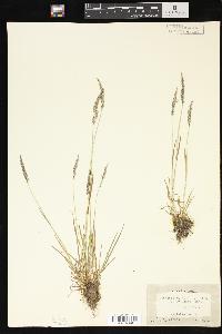 Agrostis humilis image