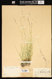 Agrostis humilis image