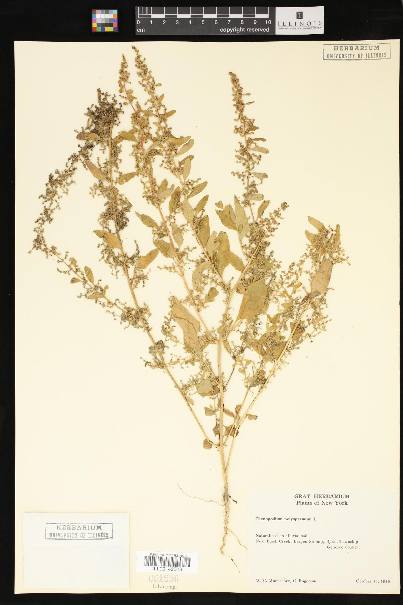 Chenopodium polyspermum image