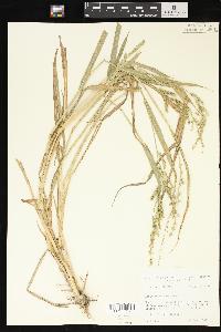 Echinochloa colona image