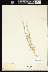 Echinochloa colona image