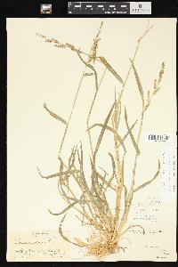 Echinochloa colona image