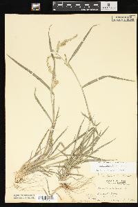 Echinochloa colona image