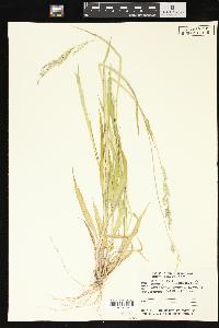 Echinochloa colona image