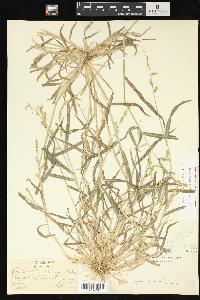 Echinochloa colona image